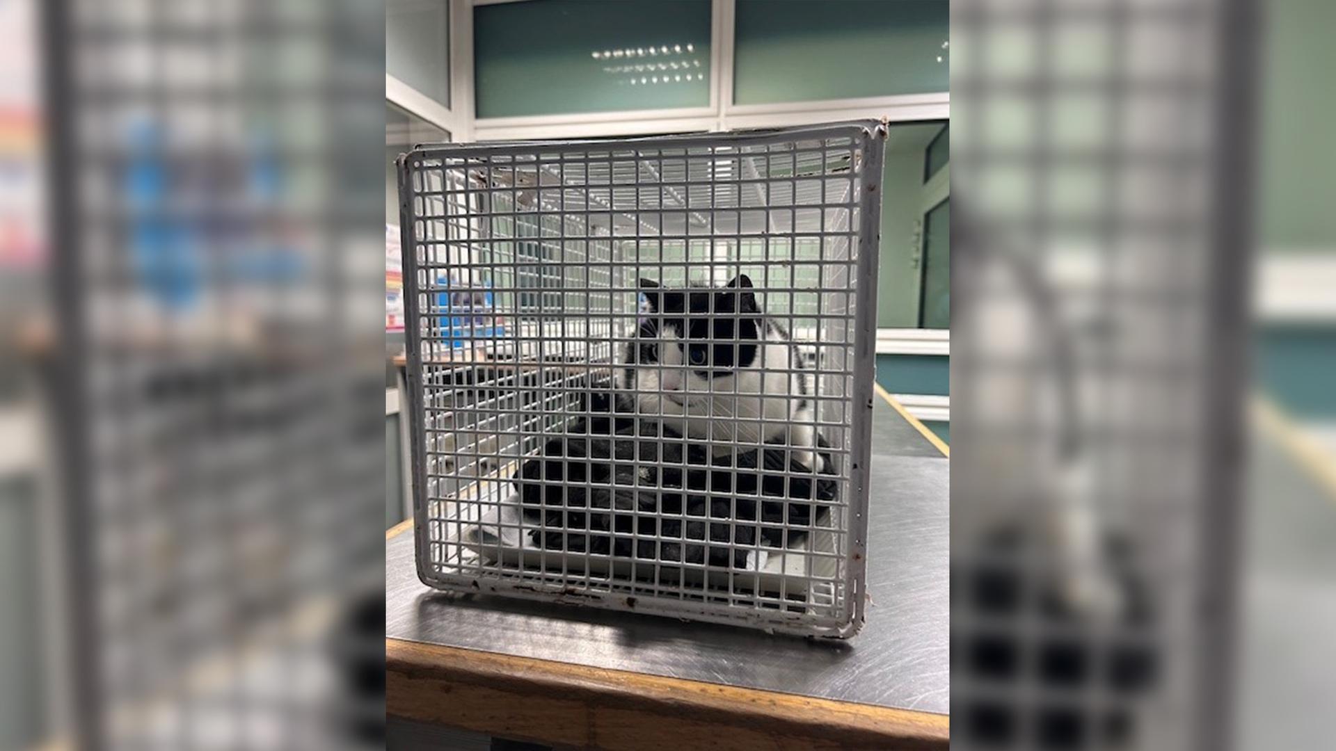 Katze sorgt für Polizeieinsatz in Regionalbahn nach Hamburg