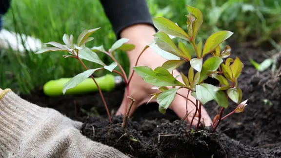 Eine Pfingstrose wird ins Beet gepflanzt