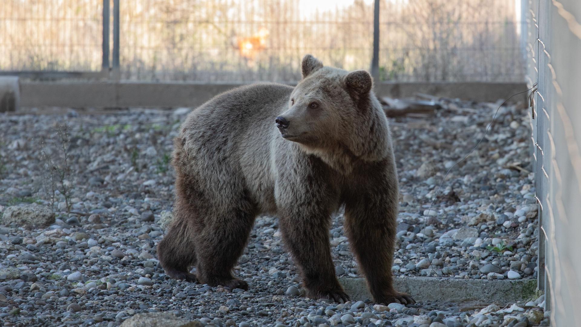 Zweijährige Flora neue Bewohnerin im Bärenwald Müritz