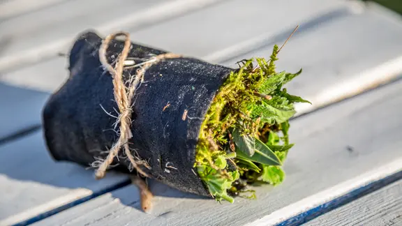 Die Stecklingsrolle: Nasses Moos auf ein Stück Vlies legen. Steckling hinein, zusammenrollen und mit einem Band fixieren. Nicht zu eng schnüren, damit das Paket eine Chance hat Wasser aufzusaugen. | NDR, Udo Tanske Auf einer Rolle aus Moos liegen verschiedene Pflanzenstecklinge