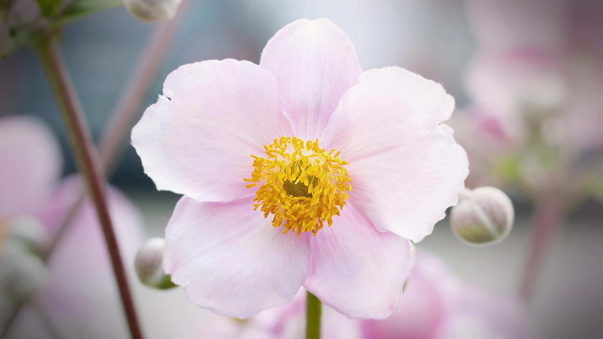Herbst-Anemonen pflanzen, pflegen und vermehren | ndr.de