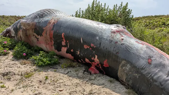 Ein verendeter Zwergwal in den Dünen von Sylt