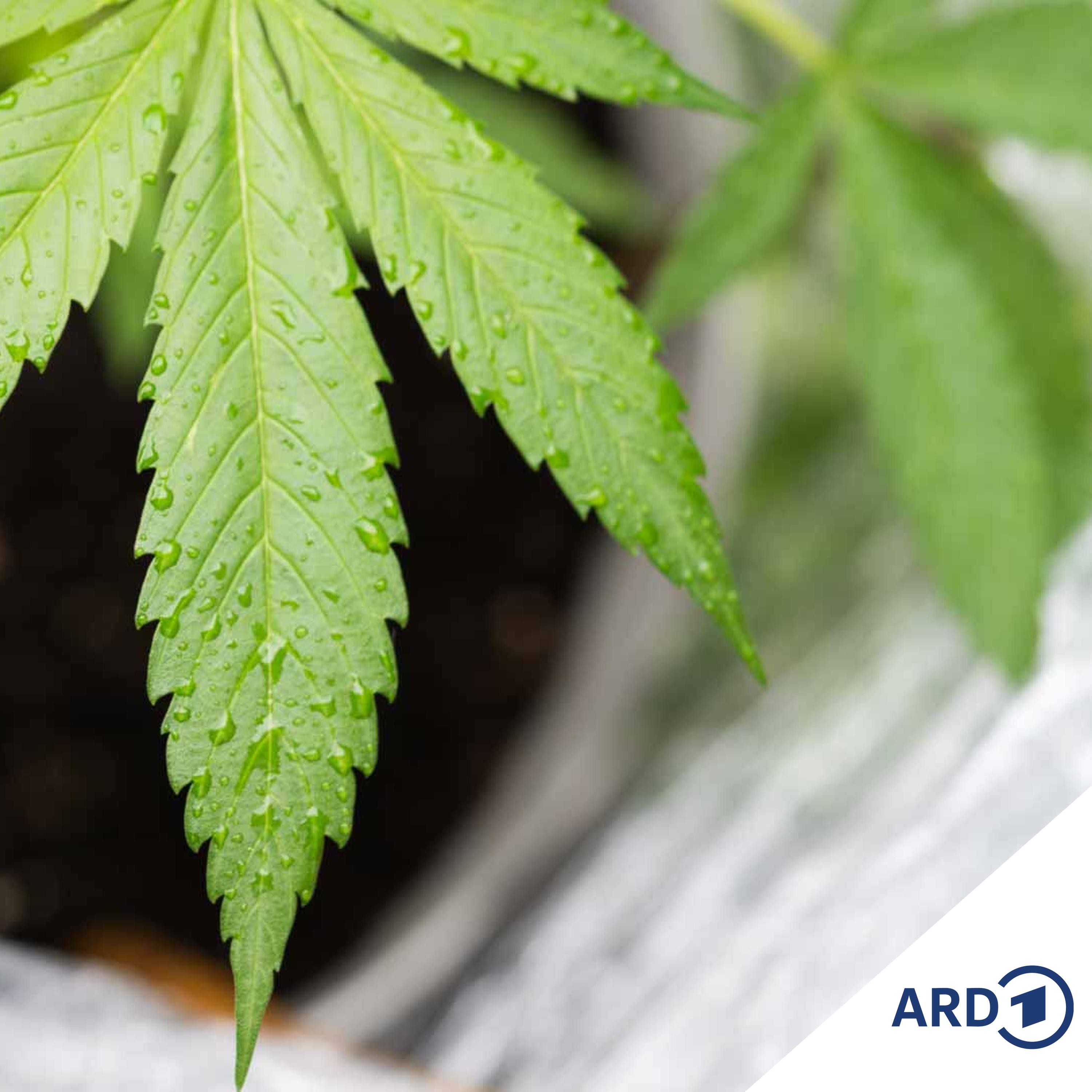 2 Jahre Cannabis-Gesetz - Happy Birthday? (mit Sara Sievert)