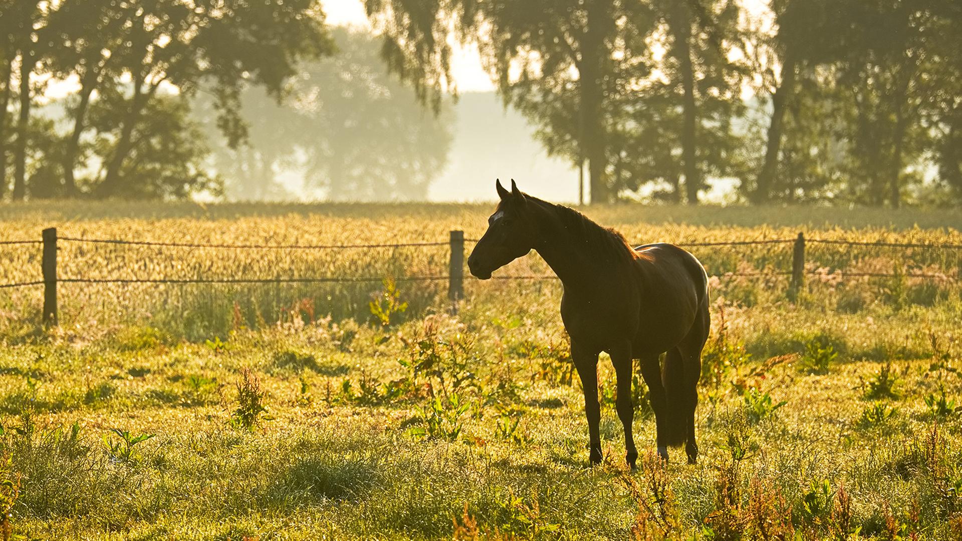 Pferd auf einer Weide in Warmsen (Samtgemeinde Uchte im Landkreis Nienburg/Weser). | NDR, Christian Ravenstein