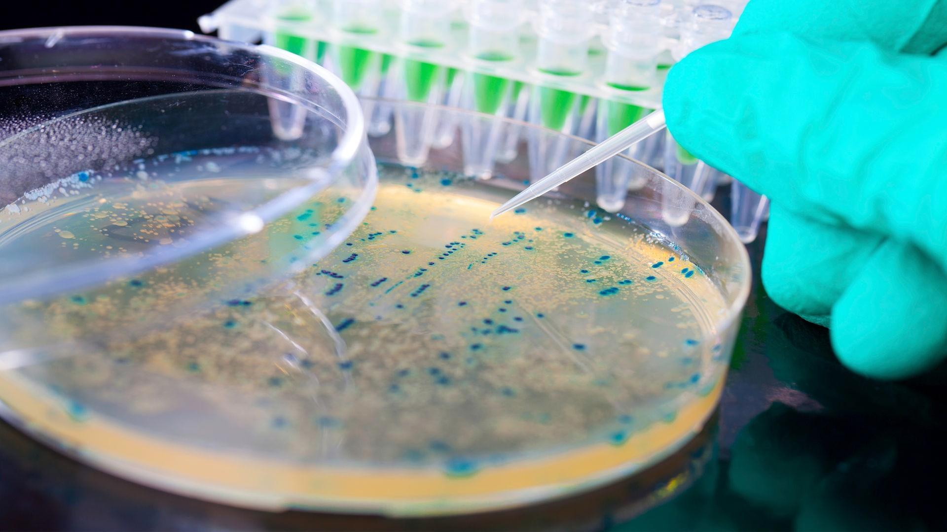 Petrischale im Labor | colourbox