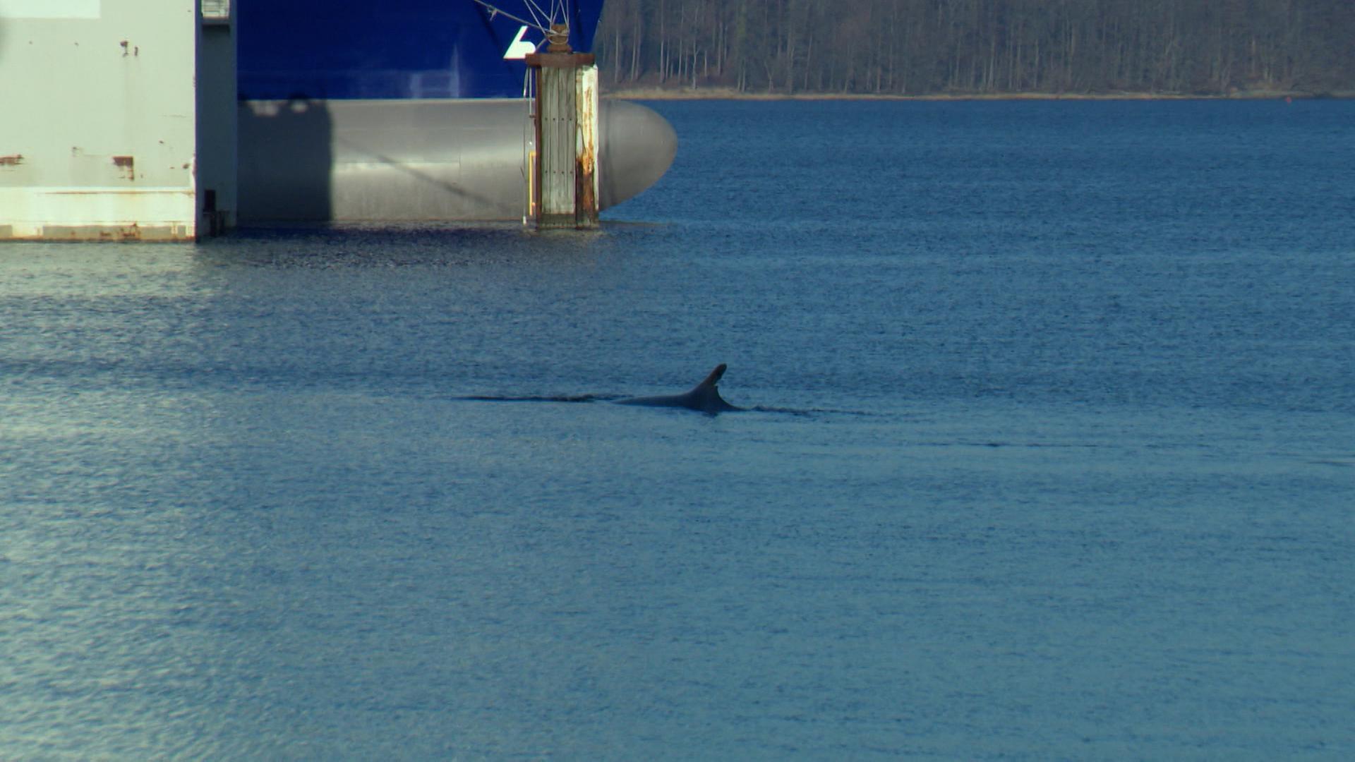 Flensburger Förde: Finnwal sorgt für Aufsehen in der Ostsee