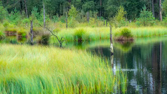 Blick ins Pietzmoor mit Gras- und Wasserflächen.