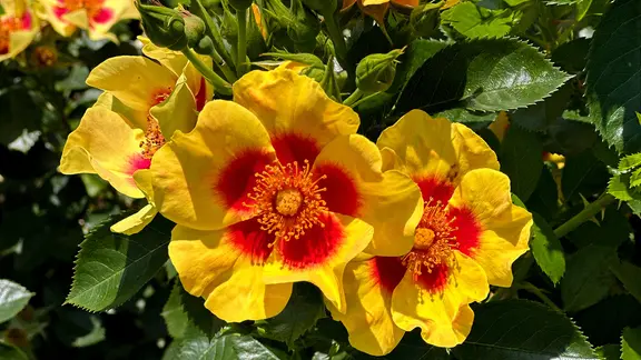 Eine Rose