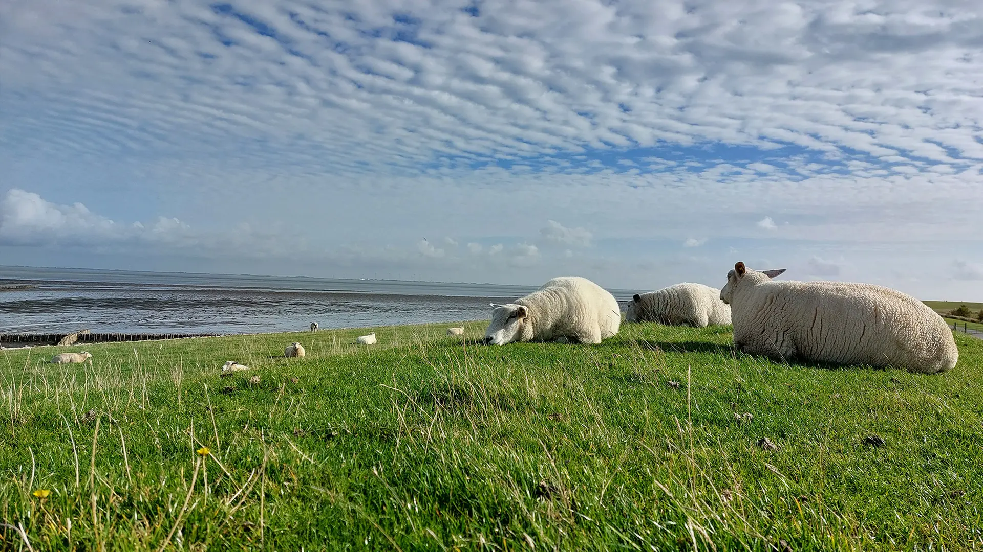 Drei Schafe liegen auf einem grünen Deich vor der Nordsee bzw. dem Watt.