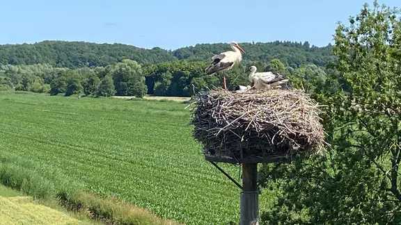 Störchen sitzen in einem Nest in Hamburg.