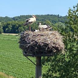 Störchen sitzen in einem Nest in Hamburg.