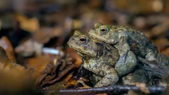 Die Männchen der Erdkröte lassen sich von den Weibchen zur Paarung tragen.