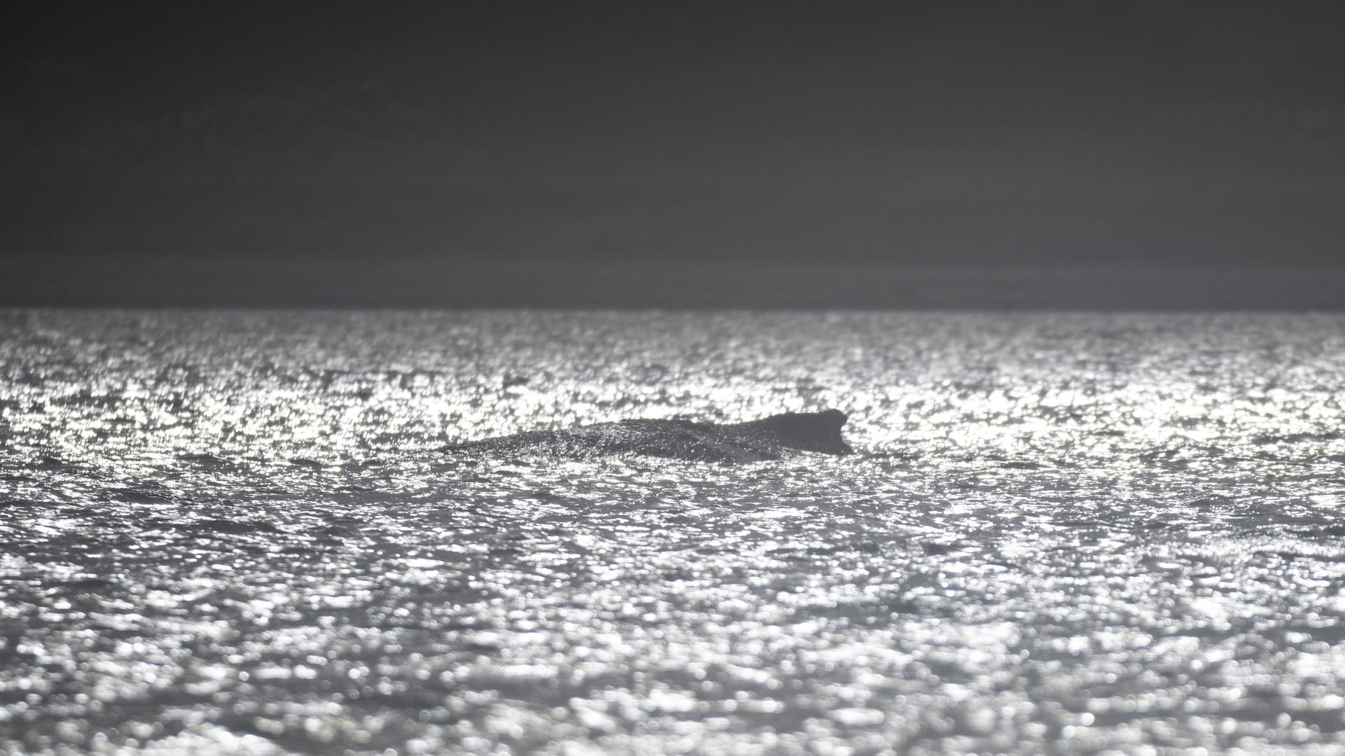 Ein Buckelwal ist umgeben von in der Sonne glÃ¤nzendem Wasser. | picture alliance/dpa | Philip Dulian