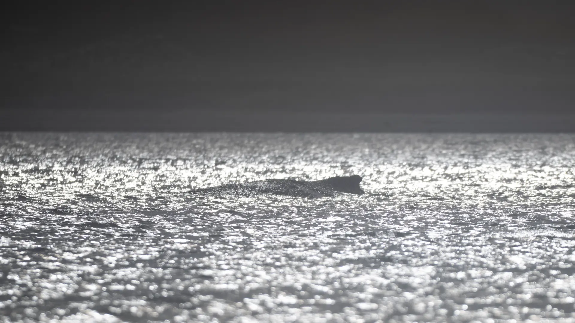 Buckelwal in der Wismarer Bucht schwimmt wieder