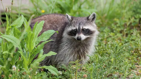 Ein erwachsener Waschbär auf einer Wiese.