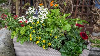 blumenkasten thore Blumenkübel 