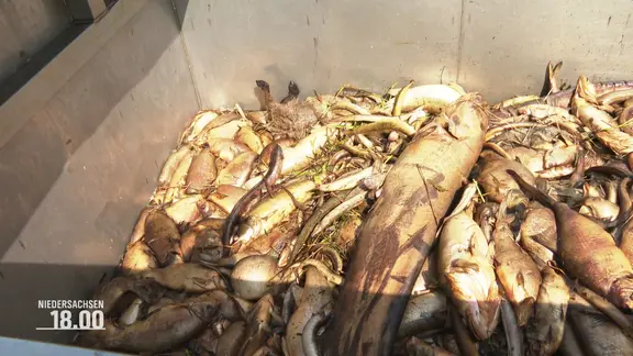 Tausende tote Fische: Flssigdnger verseucht Fluss bei Duderstadt | ndr.de
