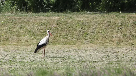 Ein Storch steht auf einer gemähten Wiese und sucht nach Futter.