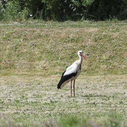 Ein Storch steht auf einer gemähten Wiese und sucht nach Futter.