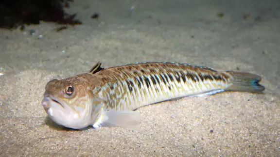 Ein Petermännchen schwimmt in einem Aquarium.