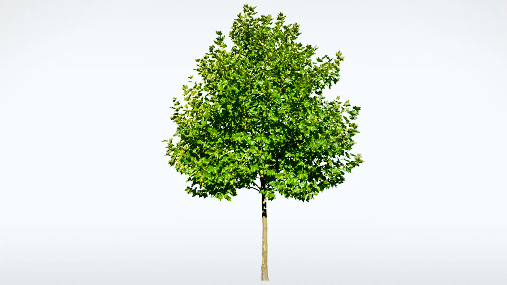 Die Platane (Platanus acerifolia) | ndr.de
