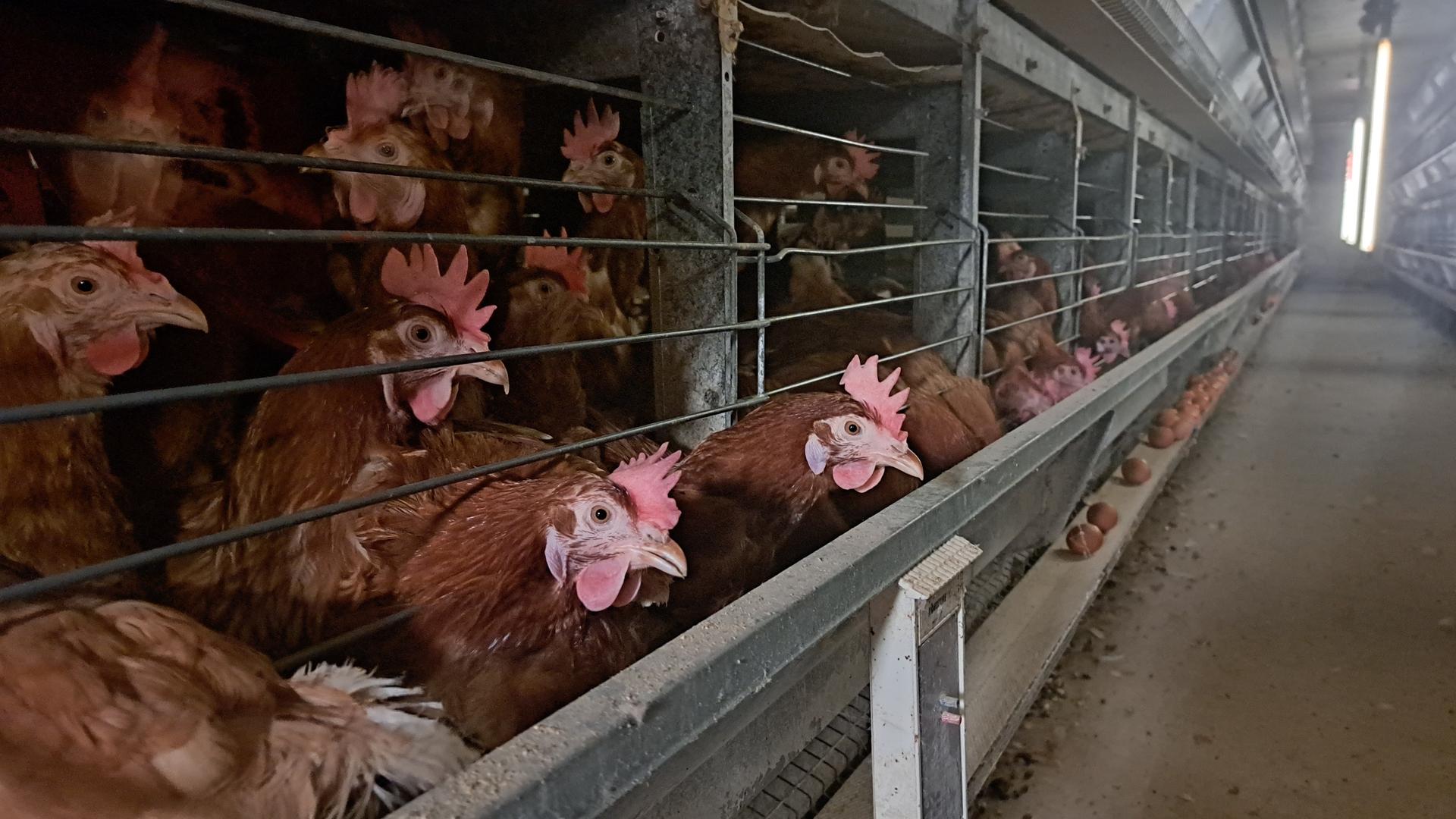 Hühner in ihren Käfigen in einem Hühnerstall | NDR, Birgit Stamerjohanns