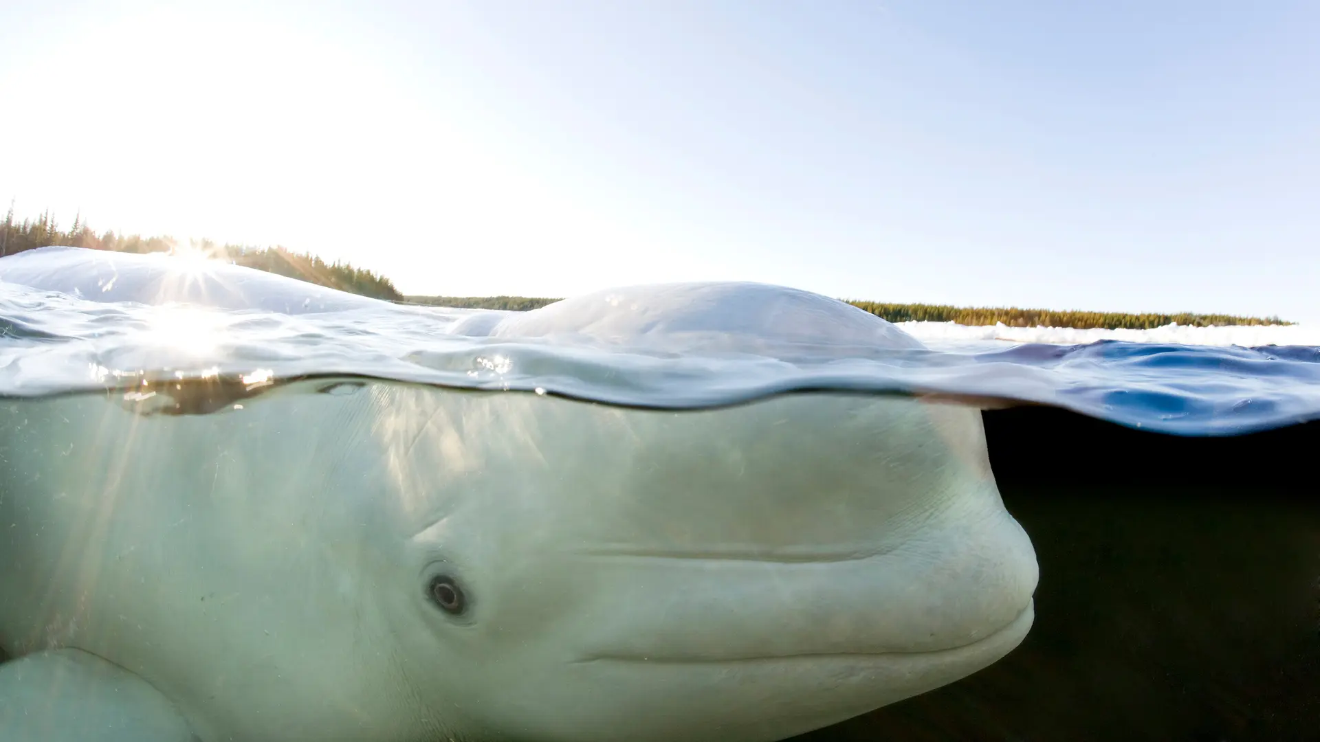 Belugawal in der Flensburger Förde? Eigentlich vor Grönland unterwegs