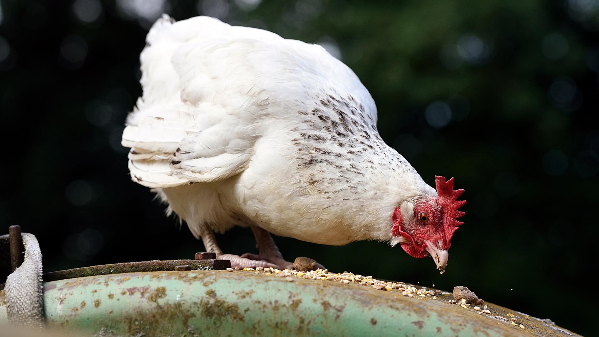 Ein Huhn pickt Körner auf. | NDR/Uwe Ernst, Uwe Ernst