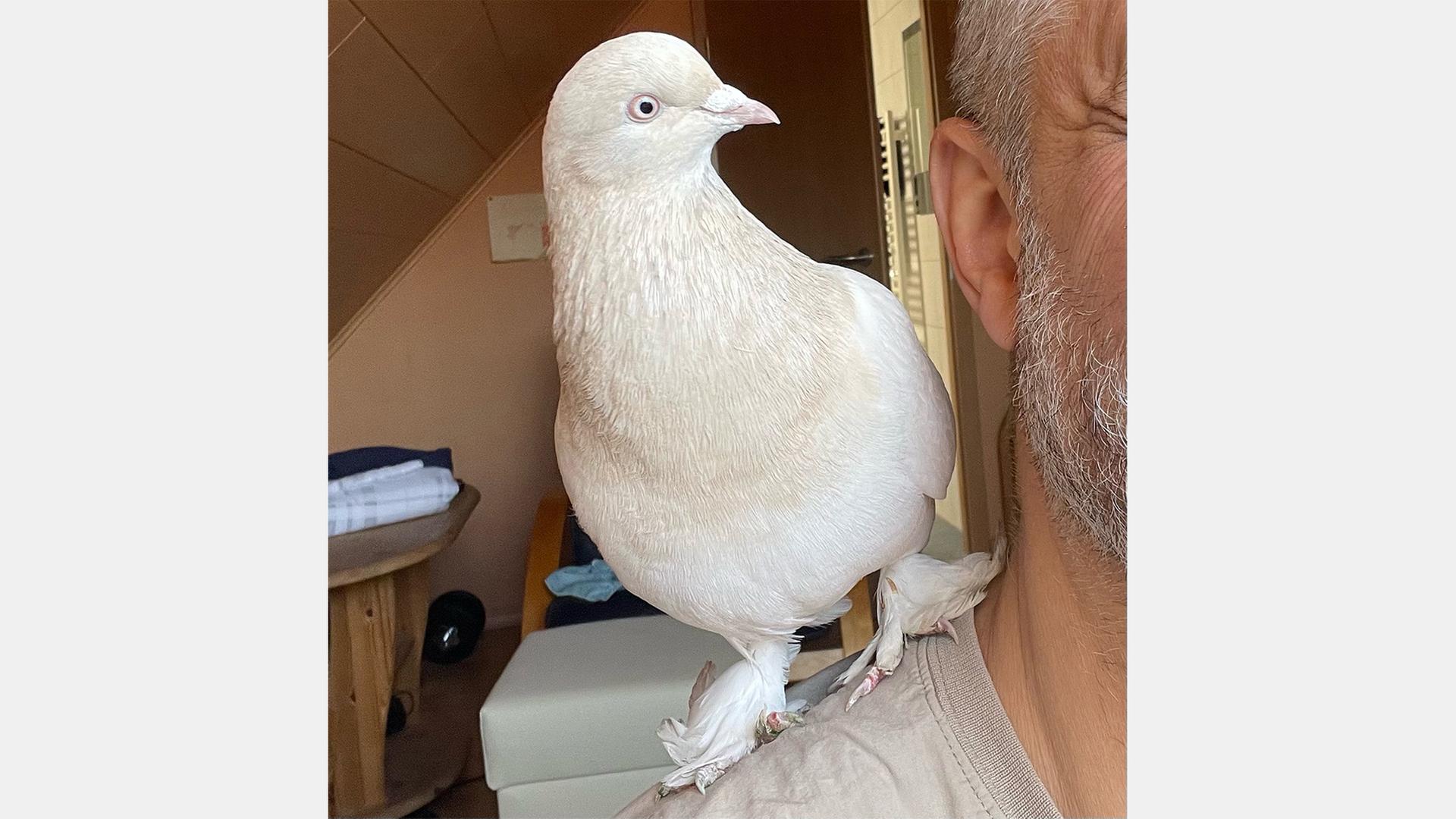 Das Bild zeigt die Taube 