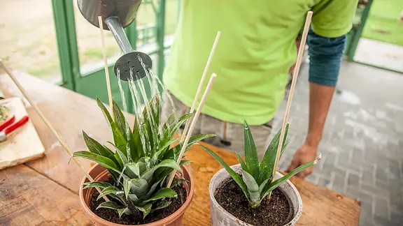 was brauchen gurken für dünger Gurken & Zucchini Dünger Bio main image 1