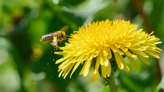 Eine Biene in Nahaufnahme, die mit Pollen behangen ist und auf einen Löwenzahn fliegt.