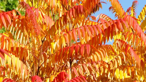 Essigbaum mit gelb-rot gefärbtem Laub