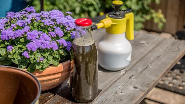 Brennnesseln: Gesund, lecker und ntzlich im Garten