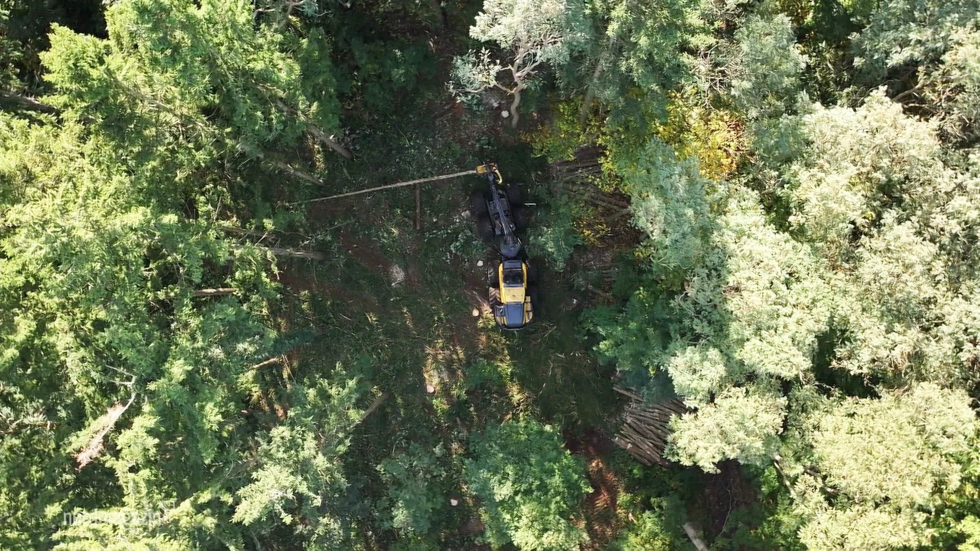 Borkenkäfer: Befallene Fichten im Barnstorfer Wald müssen weg