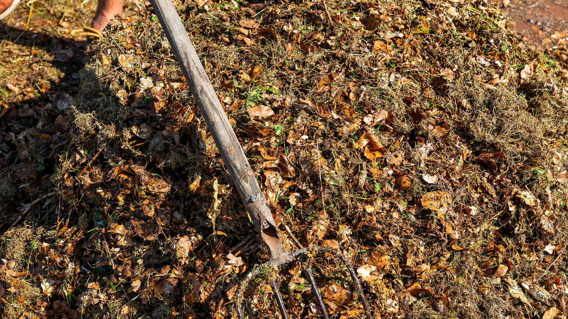 Nahaufnahme einer Forke im Laub. | NDR, Udo Tanske