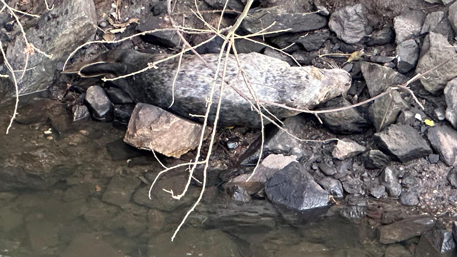 Robbe in Wismarer Stadtgebiet gesichtet: Stadt bittet um Abstand