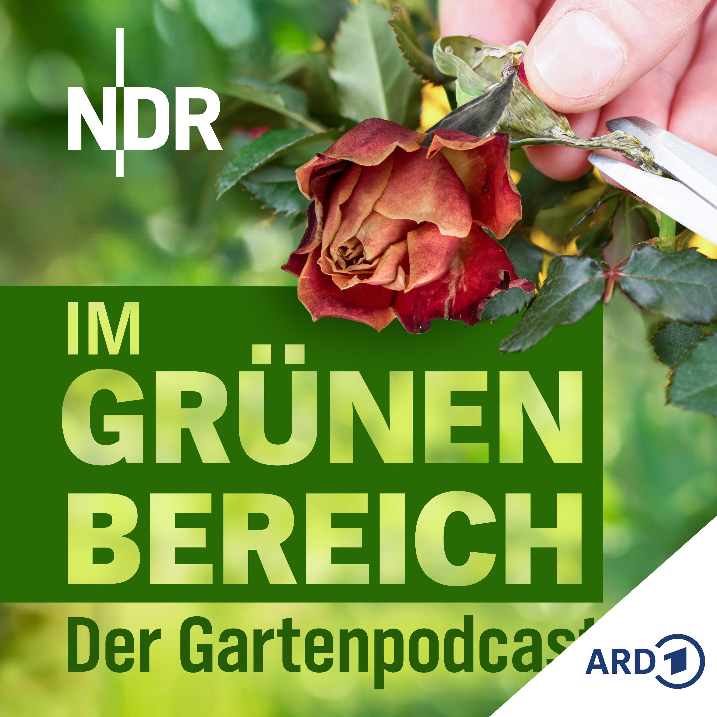 Wie schneidet man Rosen im Frühjahr zurück? Die besten Tipps Wie schneidet man Rosen im Frühjahr zurück? Die besten Tipps