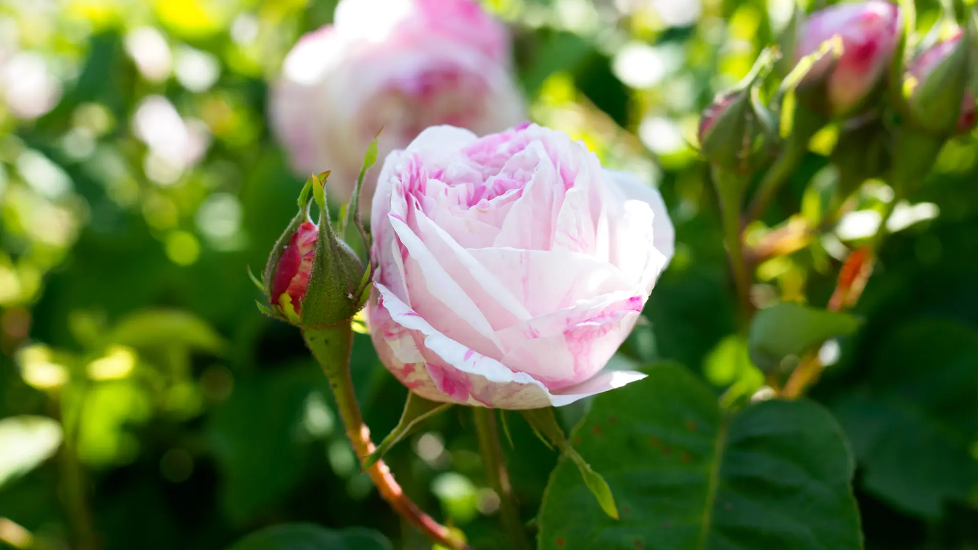 Rosen - alles zur Pflege der Knigin der Blumen | ndr.de