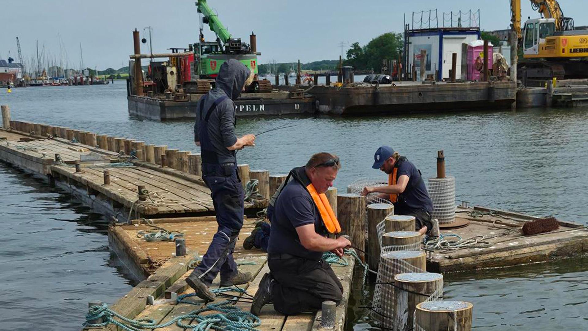 Nach Muschelfraß: Neuer Heringszaun in Kappeln fast fertig