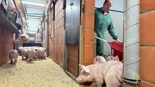 Ferkel werden mit einem roten Padel aus dem Stall getrieben.