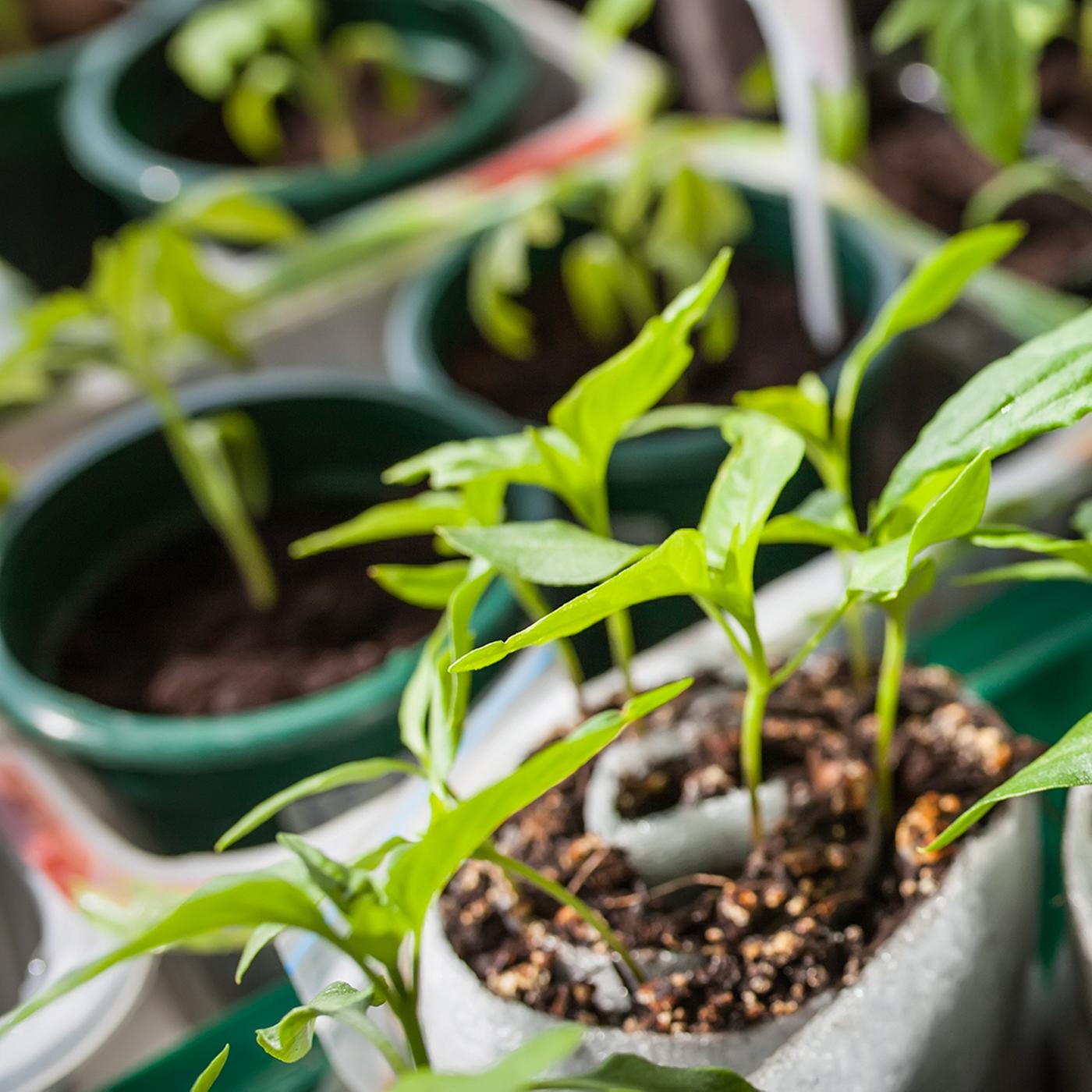 feige düngen mit zitrusdünger ProviPlant Feigen-Dünger: Für alle Indoor- & Outdoor Ficus-Arten