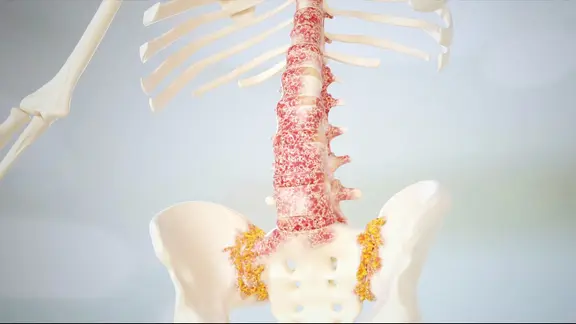 Wirbelsäule