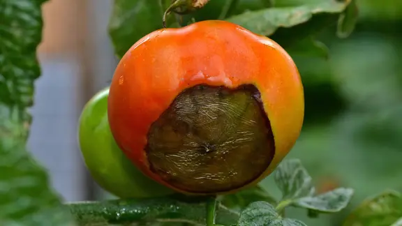 Blütenendfäule an einer Tomate