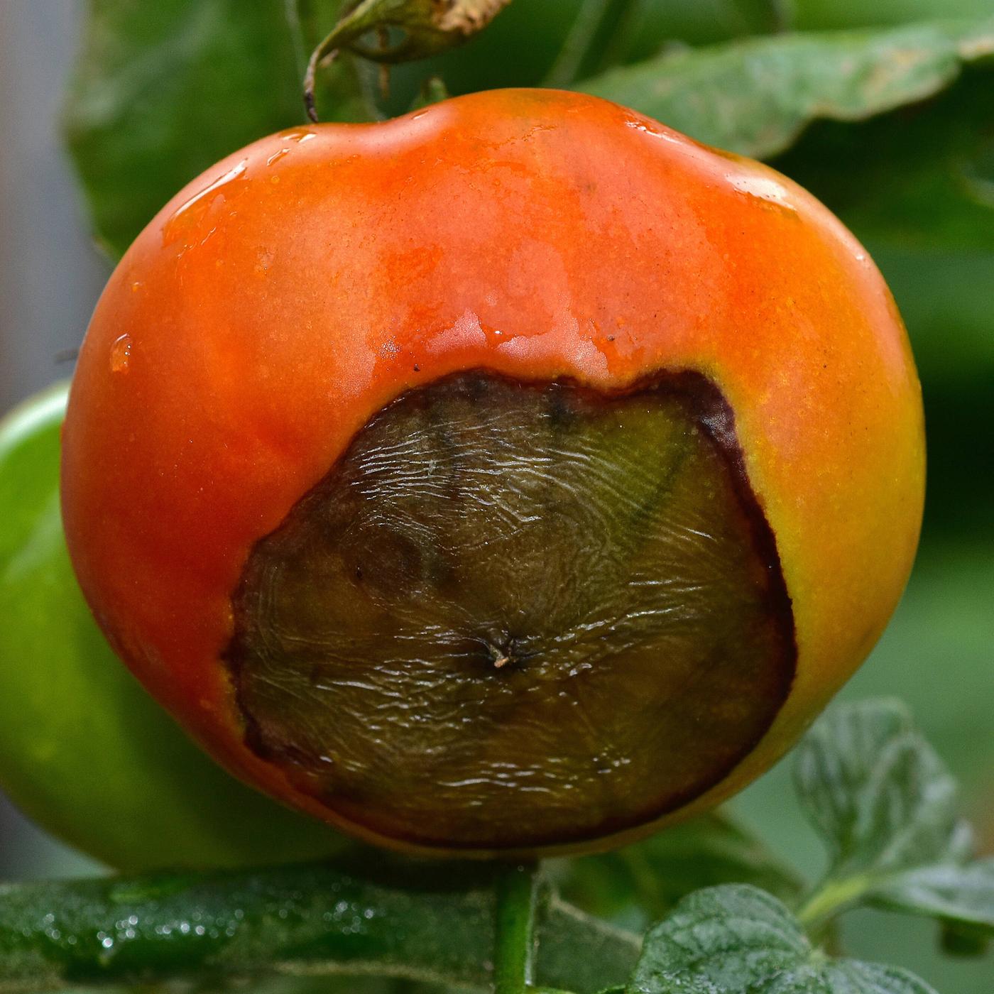 Mangelerscheinung bei Tomaten richtig behandeln