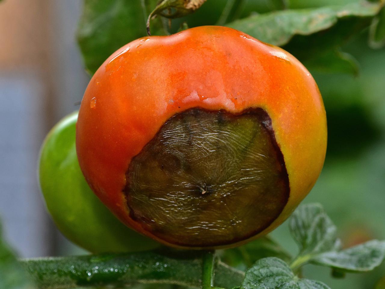 wann mit schafwolle düngen Dünger & Mulchmaterial aus Schafwolle – Die Sprießerie main image 1