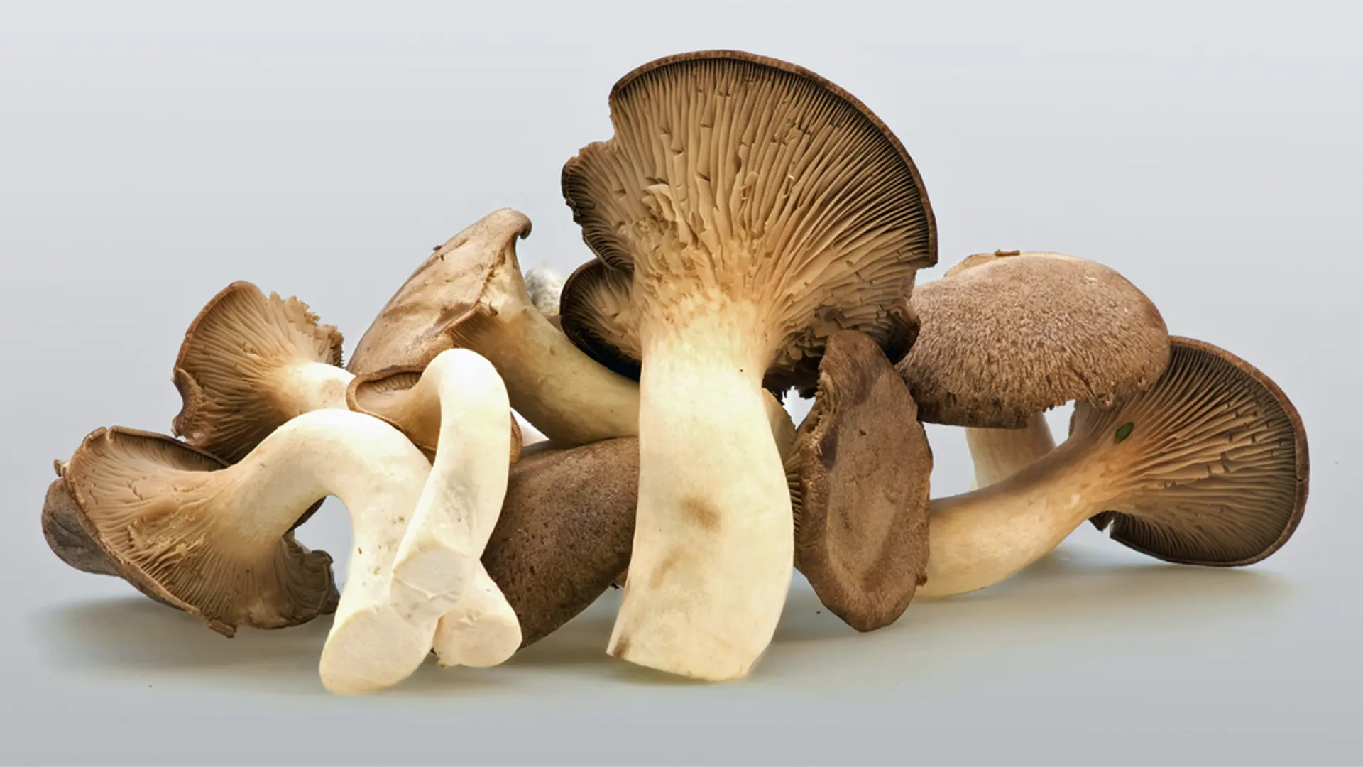 Kräuterseitlinge | ndr.de