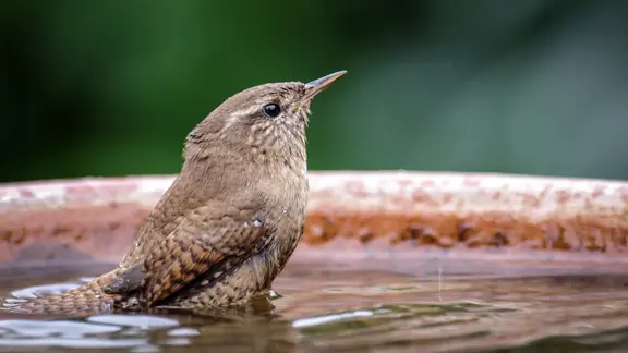 Ein Zaunkönig sitzt in einer Vogeltränke