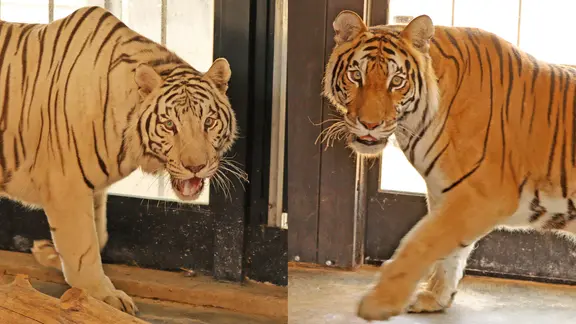 Zwei Tiger nebeneinander in einem Gehege