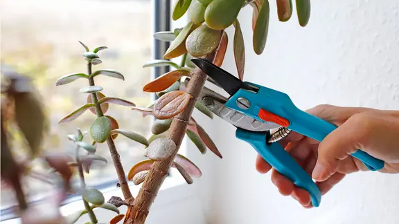 Mit einer scharfen Gartenschere setzt man über einer der typischen Rillen zum Schnitt an. | NDR, Pia Schmikl Ein Geldbaum wird mit einer Gartenschere geschnitten.