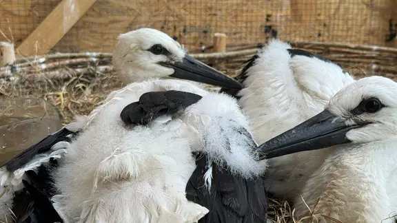 Zwei junge Störche in ihrem Aufzucht-Käfig.